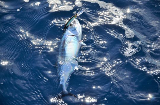 Pêche du bonitou à la traîne