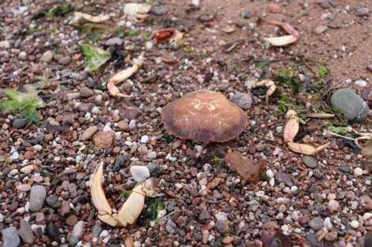 Savoir lire les informations que la plage nous donne est important.