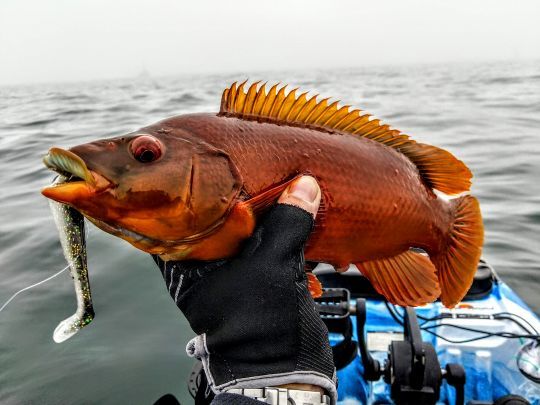 Une multitude d'espèces à pêcher