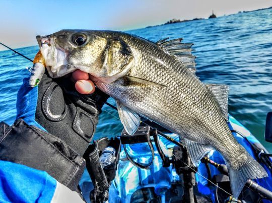 Une pêche diversifiée