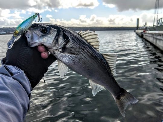 Poisson nageur efficace