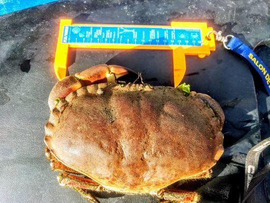 Des crabes dormeurs présents