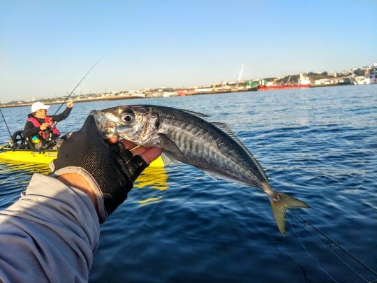 Différentes espèces de poissons sur cette sortie