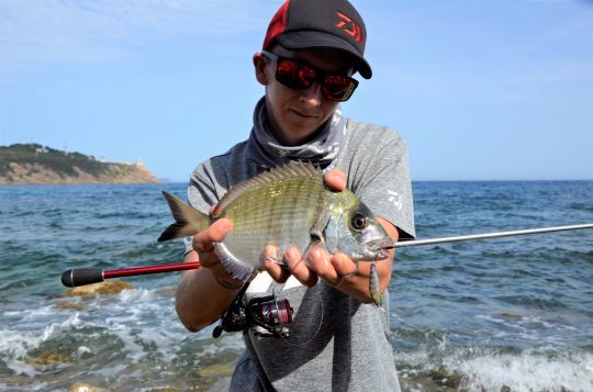 Sar au leurre dur en côte rocheuse
