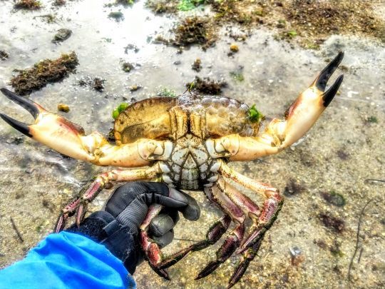 Profiter aussi de pêcher à pied