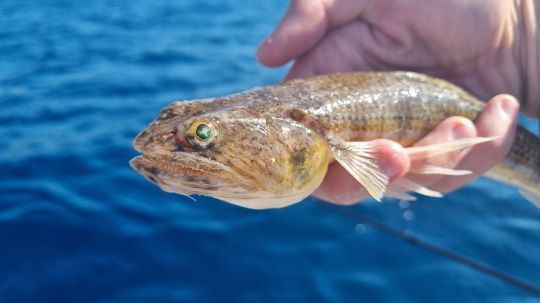 Un poisson a l'air féroce