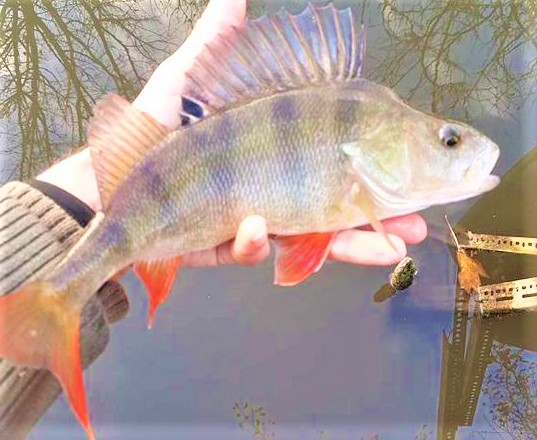 La perche se prend très bien aux poissons nageurs 