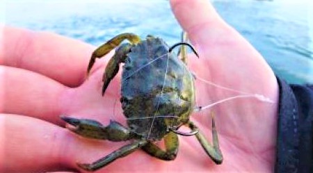 Eschez des crabes de belle taille