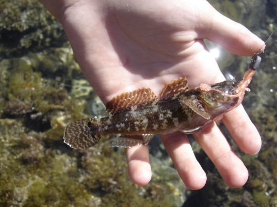 Pêche du gobie paganel en rockfishing