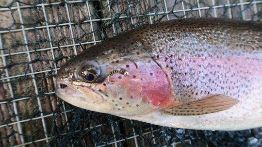 La pêche fine au "chiro" sera la clef cette deuxième partie de journée