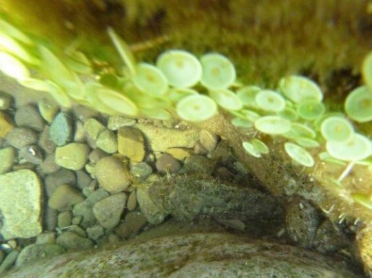 Un poisson qui aime se cacher