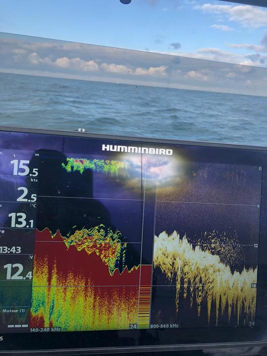 Un banc de bar bien compact vu sur un sondeur Humminbird