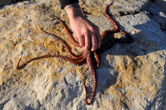 Saisir le poulpe par la tête ou par les tentacules