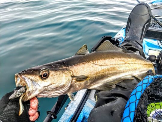 Pêcher le lieu jaune
