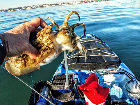 Pêcher les céphalopodes en hiver