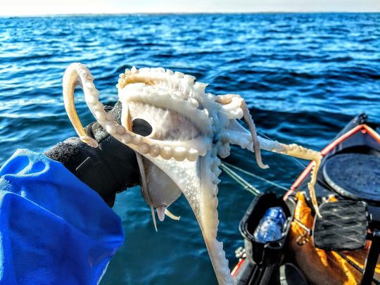 Le poulpe blanc n'a qu'une seule rangée de ventouses