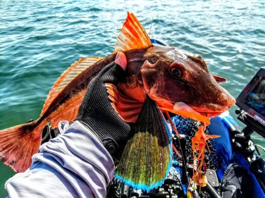 Des poissons atypiques