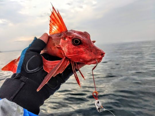 Grondin rouge
