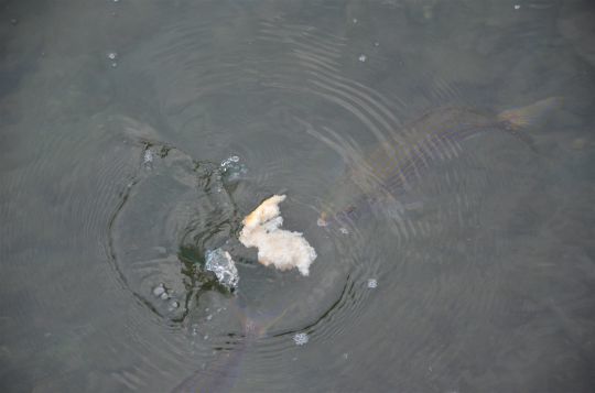 Les saupes se pêchent très bien au pain, mais d'autres espèces peuvent être ciblées