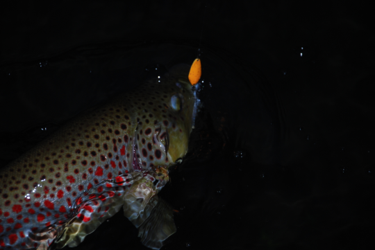 La cuillère ondulante est très efficace en area, sur les arcs comme sur les autres salmonidés!