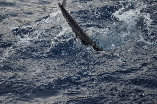 Une belle population de barracudas