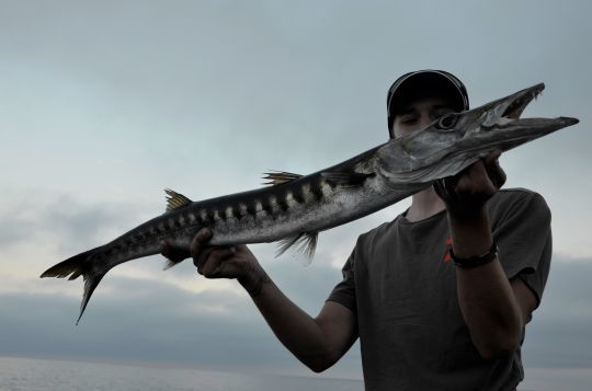 Le barracuda, un prédateur redoutable près des côtes