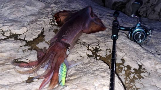 Pêcher les céphalopodes de nuit