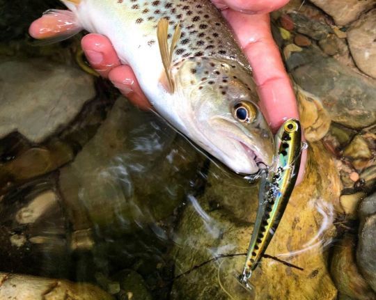 Pêche de la truite au PowerTail de chez Fiiish