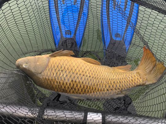 Carpe pêchée avec la round jig head en 3,5 grammes.