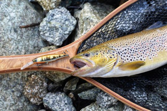 Belle truite fario capturé en pêchant aval au minnow à longue bavette