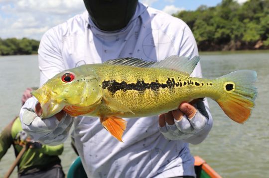 Peacock bass intermedia.