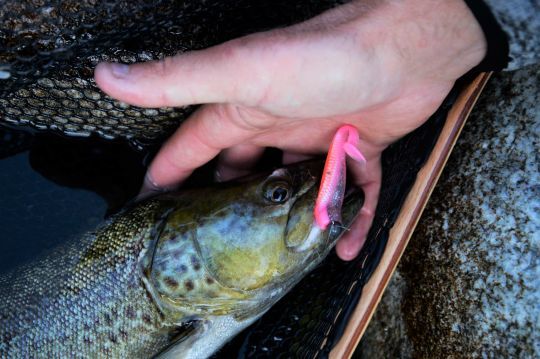 Les tp rondes sont tout indiqué pour la pêche au shad vers l'aval