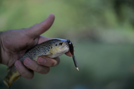 Les micro tp tungstène sont parfaite pour des présentations légères et naturelles