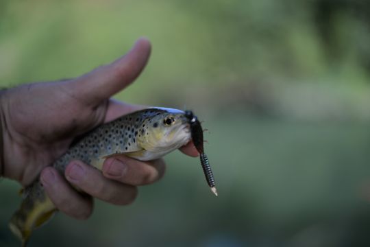 Les micro tp tungstène sont parfaite pour des présentations légères et naturelles