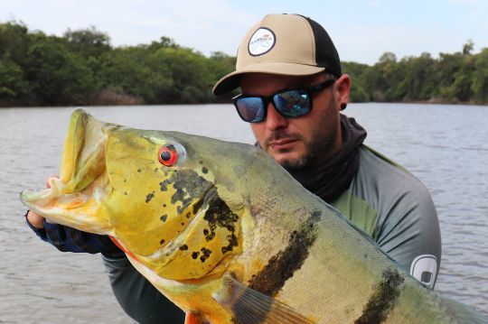 Le peacock bass possède une très bonne défense !