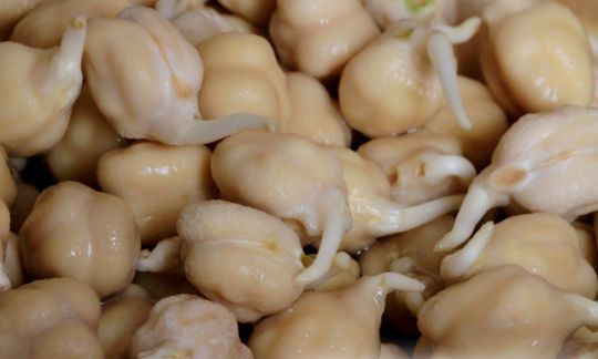 Le pois chiche est adoré par les poissons.