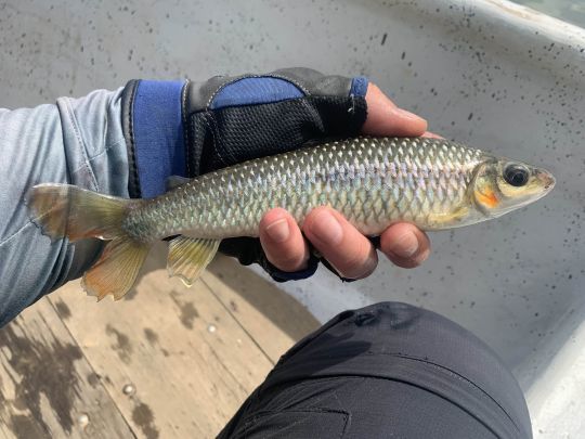 Brunneus Leporinus.