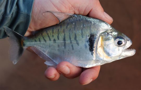 Piranha manueli.