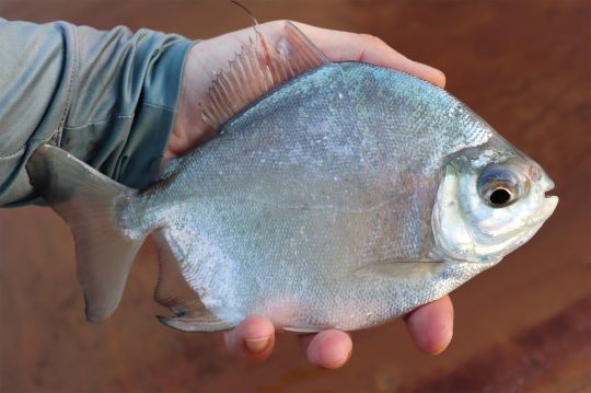 Myleus torquatus.