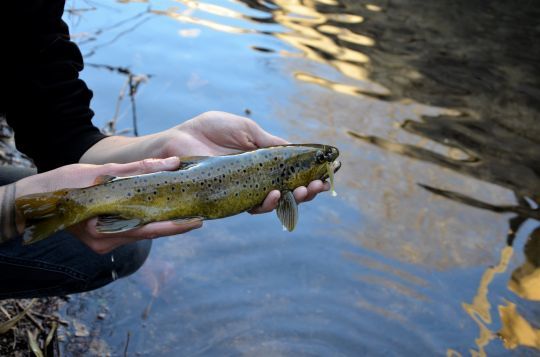 Une jolie truite malgré une pêche difficile