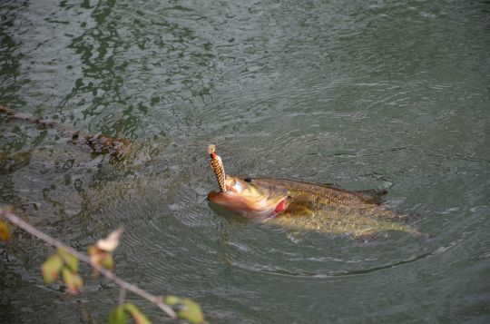 Pouvoir continuer à pêcher le black-bass