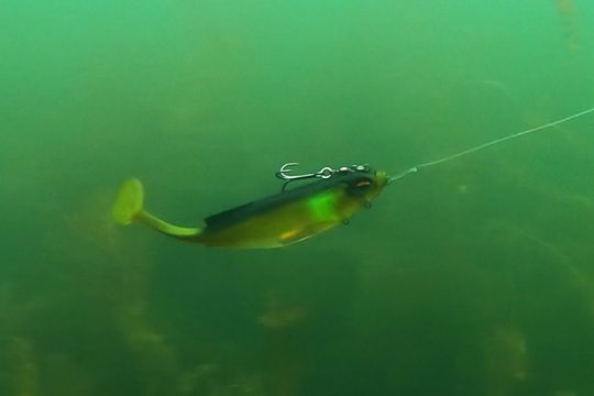 Le Fierce Swimmer pour les gros brochets