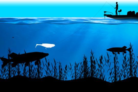 Pêchez les herbiers pour trouver de beaux poissons