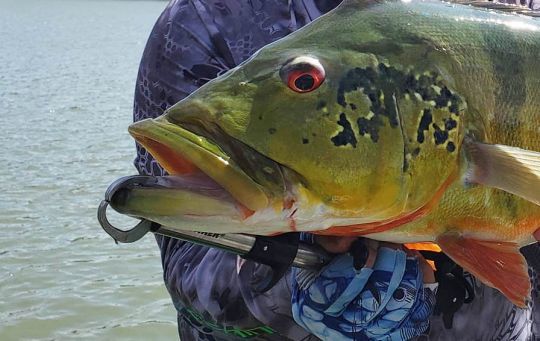 Une fish grip mal utilisé fait des dégats...