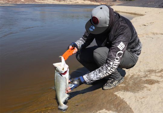 Cette pince n'est pas idéal pour attraper les poissons avec de longues dents.
