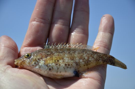 Un amorçage de fond pour les poissons de roche