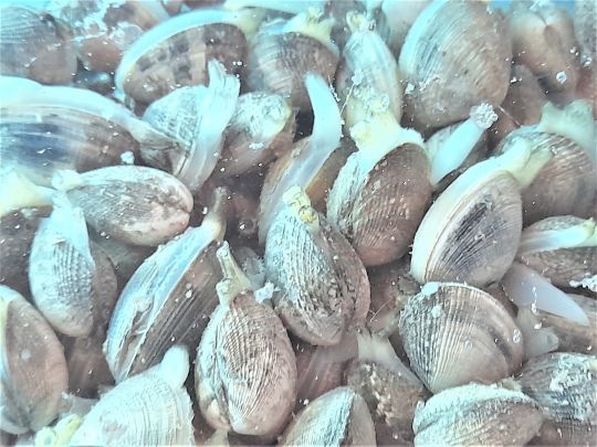 Laissez dégorger les palourdes plusieurs heures dans l'eau salée