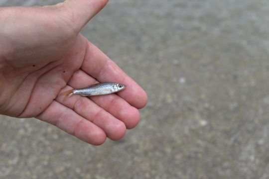Sous ses airs inoffensifs, le goujon asiatique est un vrai nuisible