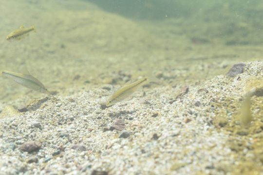 Deux pseudorasboras se nourrissant sur le fond