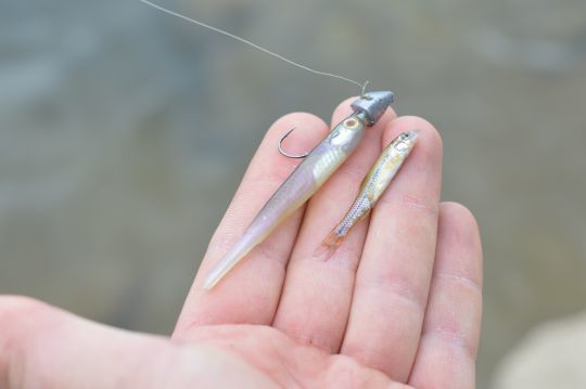 Un petit poisson dont les carnassiers sont très friands